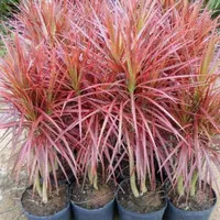 tanaman hias dracaena tricolor / dracaena marginata