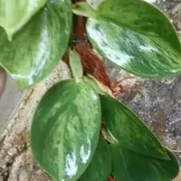 skindapsus varigata variegata house plant terrarium tanaman hias 1daun