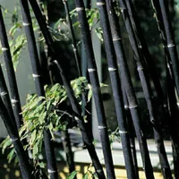 Bambu hitam, stek/bibit bambu hias, bambu hitam