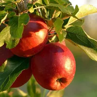 PUPUK Booster untuk Buah Apel india, PUPUK tabulampot buah apel