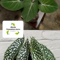 2 Paket Tanaman hias philodendron gloriusum, begonia white ice