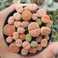 Lithops pot 10