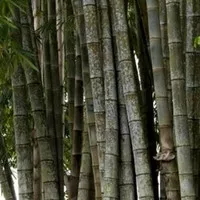 bambu petung 2 meter