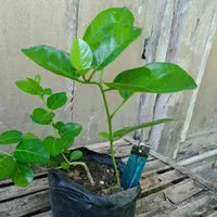 Bibit bonsai Sancang / Premna microphylla