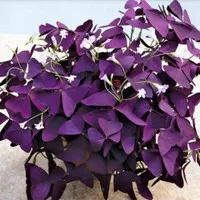 tanaman hias bunga kupu kupu #purple shamrock