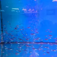 ikan neon tetra