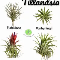 Tillandsia Ionantha