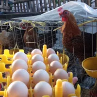 Telur Ayam Kampung Arab Fertile / bisa untuk di konsumsi