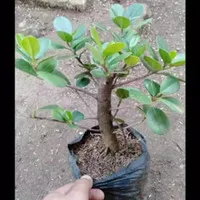 tanaman hias beringin korea bonsai - beringin korea