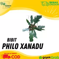 Tanaman Hias Philodendron Xanadu