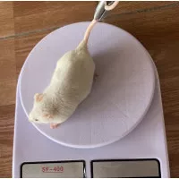 tikus putih / mencit/ rat