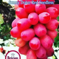 bibit anggur import sunny dolce red seedless