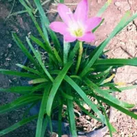 tanaman hias kucai bunga pink
