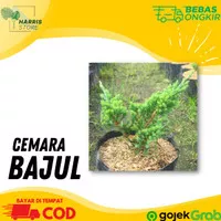 Tanaman Pohon Cemara Bajul / Bunga Taman Outdoor / Bahan Bonsai