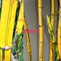 BAMBU KUNING / stek bambu kuning