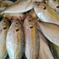 IKAN SELAR