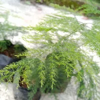Tanaman Hias Asparagus Plumosus/in-outdoor/15-30cm/Murah Berkualitas