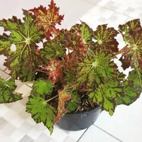 tanaman begonia rex star