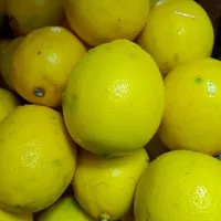 lemon california lokal 500 gram
