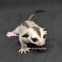 sugar glider joey white face