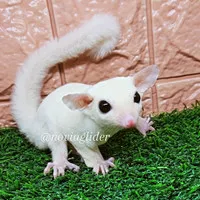 sugar glider joey leucistic