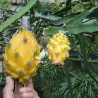 bibit buah naga kuning - pohon buah naga kuning