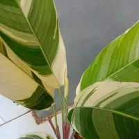Tanaman hias pisang helicornia-PISANG VARIGATA