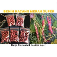 Benih kacang merah kualitas super