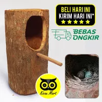 GLODOK TERNAK MURAI BATANG POHON GLODOG SARANG BURUNG KACER CUCAK GLBP