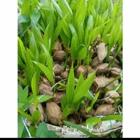 Bibit Pohon Pinang Jambe - Bibit Pinang Herbal Alam