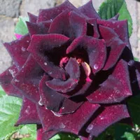 Tanaman Hias mawar Dark Red / Black Rose Sudah Berbunga