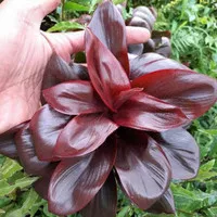 tanaman hias cordyline red purple