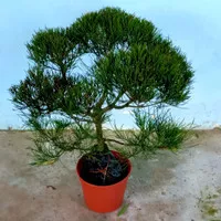 tanaman Hias Bonsai Cemara udang