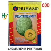 Benih melon sunny red m 267 20 gr isi 400 biji dari Primasid
