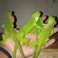 baby iguana green