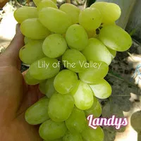 Bibit Anggur Landys / Anggur Lily Of The Valley