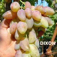 Bibit Anggur Dixon - Anggur Impor Dixon -Anggur Dikson Grafting