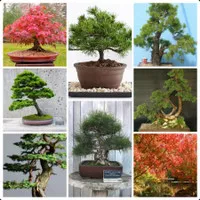 Paket 8 Jenis Benih Bonsai Bibit Pohon Bonsai Norway Maple Black Pine