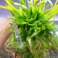 kadaka trident microsorum pteropus tanaman aquascape tanaman akuarium