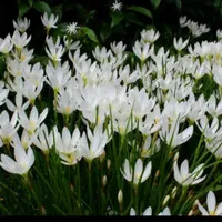tanaman hias kucai bunga putih