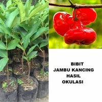 bibit jambu air kancing merah unggul jambu air okulasi