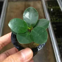 ficus microcarpa`dwarf / paludarium / terrarium /tanaman hias