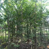 pohon damar tinggi 4 meter