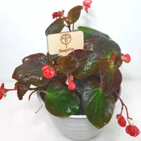 Begonia Merah Daun Coklat