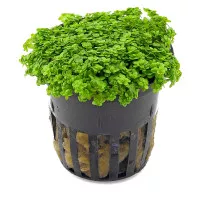 TANAMAN AQUASCAPE HEMIANTHUS CUBA EMERSED JUAL PER CUP