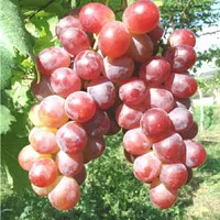 anggur red super batang besar(import quality)