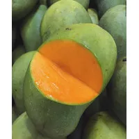 Mangga Harum Manis/buah mangga/manggo fresh.- 1Kg