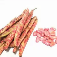 kacang merah 1 kg