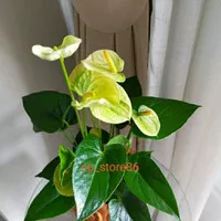 Tanaman hias anthurium mickey mouse yellow