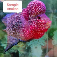 Ikan Louhan/Lohan Cencu Series size 3-4 Cm